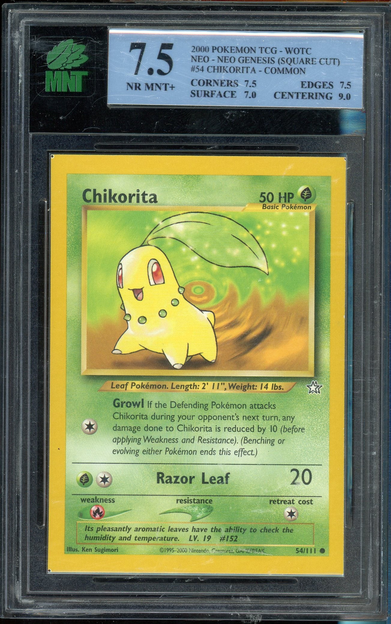 MNT 7.5 CHIKORITA - COMMON